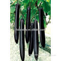 Highly recommended Hybrid black long eggplant seeds for growing-Rui Qie No.1